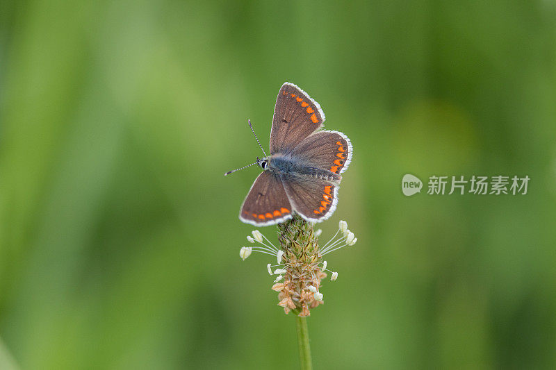 棕Argus蝴蝶(Aricia agestis)